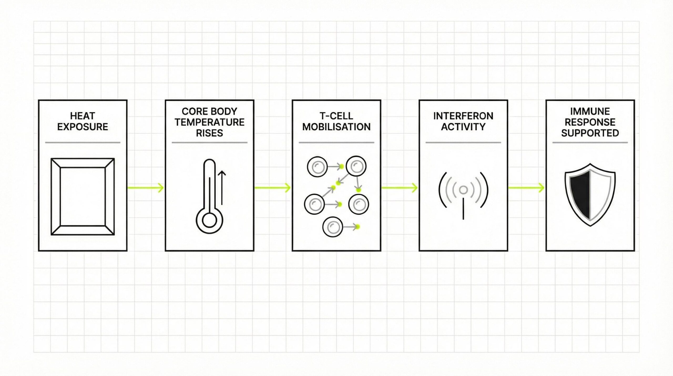 Diagram showing the five-stage fever mimicry immune response: heat exposure leads to core body temperature rising, which triggers T-cell mobilisation, followed by increased interferon activity, supporting the body's immune response.